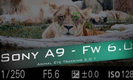 Sony A9 : Animal Eye – Quel progrès face au A7 III ?