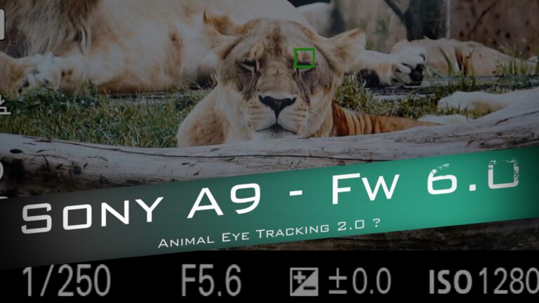 test animal eye