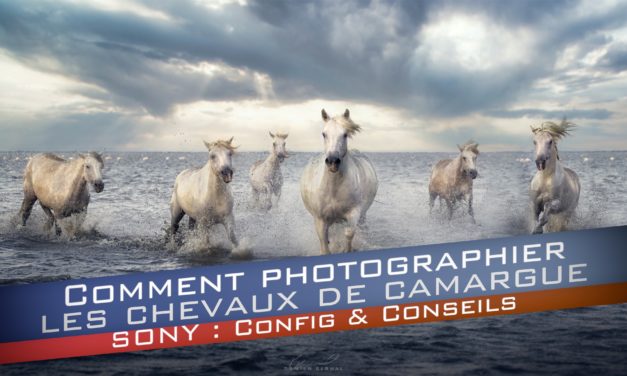 Comment photographier les chevaux de Camargue ? La configuration pour votre Sony
