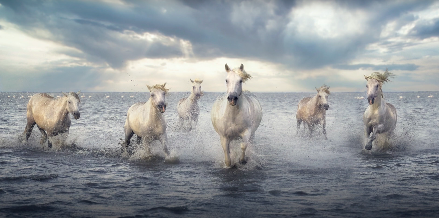 Photographier des chevaux en mouvement 