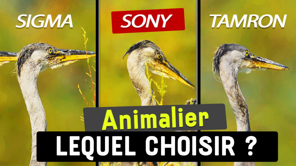 Comparatif Sony Sigma Tamron 600mm