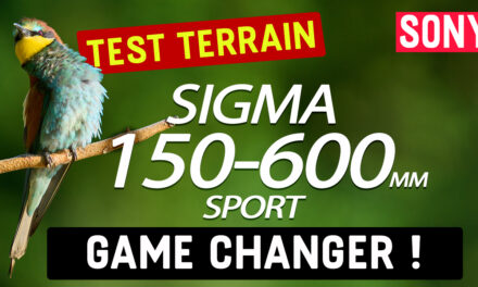 Test Sigma 150-600mm F5-6.3 DG DN Sports : l’objectif parfait en animalier ?