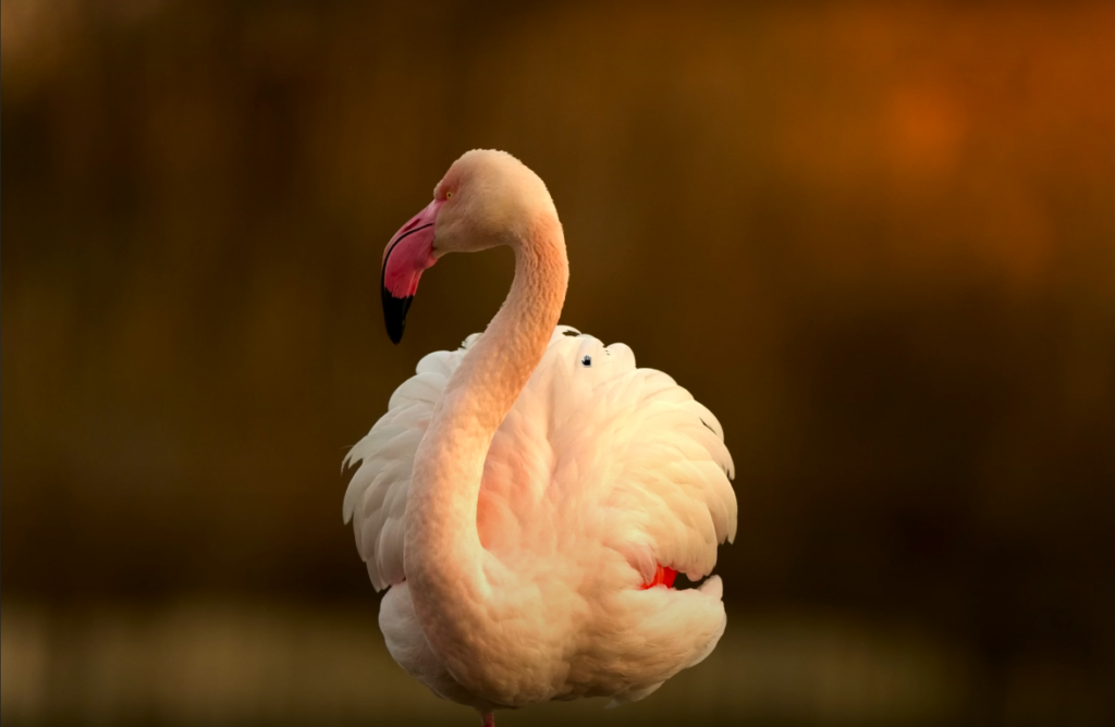 Photographie d'un flamand rose prise avec le Sony 400-800mm f6.3-8