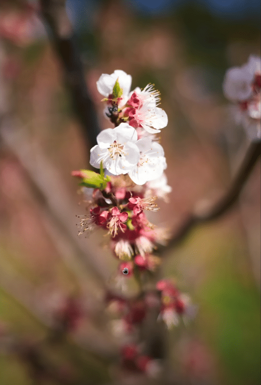 Bokeh sur une fleur avec le Viltrox 35mm f1.2