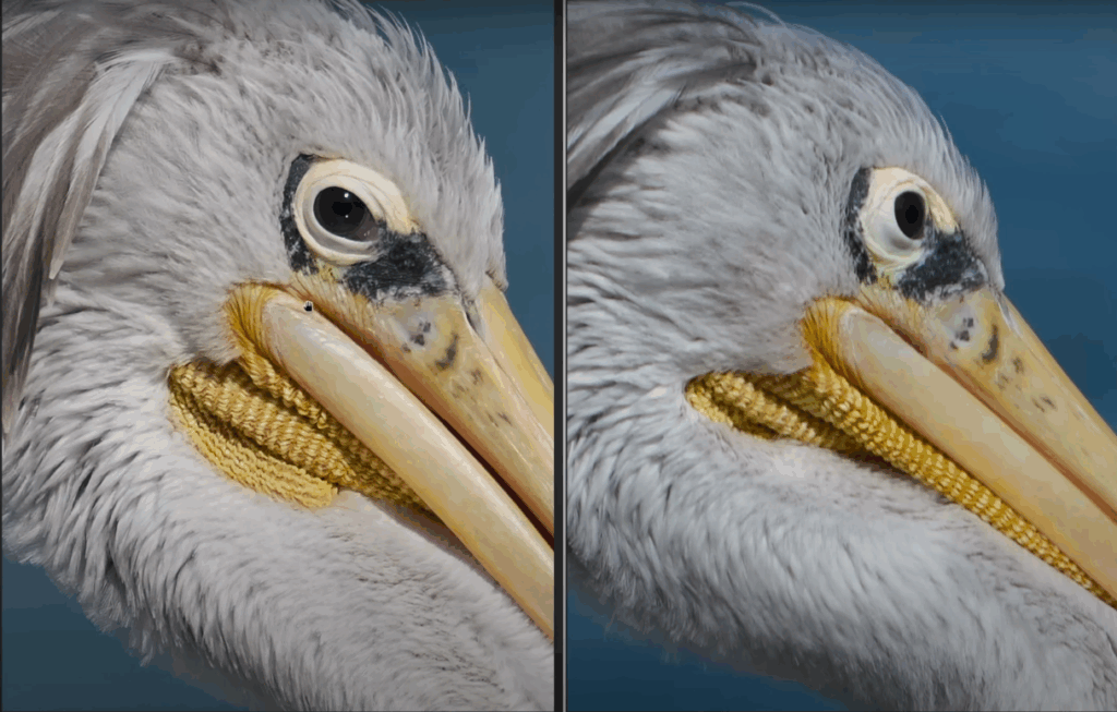 Comparaison du piqué entre le Sigma 300-600mm f4 et le Sony 200-600mm f6.3 