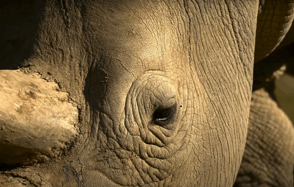 Photo d'un rhinocéros prise avec le Sigma 300-600mm 